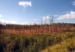 Fireweed in forest