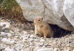 Ground squirrel