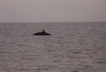 Minke Whale