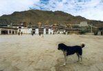 Dog at temple