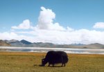 Yak